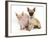 Chug (Pug Cross Chihuahua) Bitch and Sphinx Hairless Cat-Mark Taylor-Framed Photographic Print