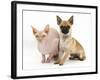 Chug (Pug Cross Chihuahua) Bitch and Sphinx Hairless Cat-Mark Taylor-Framed Photographic Print