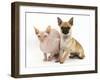 Chug (Pug Cross Chihuahua) Bitch and Sphinx Hairless Cat-Mark Taylor-Framed Photographic Print