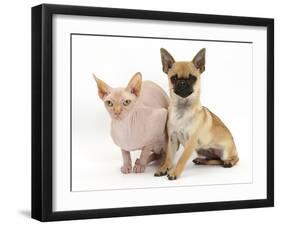 Chug (Pug Cross Chihuahua) Bitch and Sphinx Hairless Cat-Mark Taylor-Framed Photographic Print