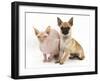 Chug (Pug Cross Chihuahua) Bitch and Sphinx Hairless Cat-Mark Taylor-Framed Photographic Print