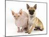 Chug (Pug Cross Chihuahua) Bitch and Sphinx Hairless Cat-Mark Taylor-Mounted Photographic Print