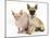 Chug (Pug Cross Chihuahua) Bitch and Sphinx Hairless Cat-Mark Taylor-Mounted Photographic Print