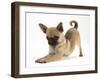 Chug (Pug X Chihuahua) Bitch in Play-Bow-Mark Taylor-Framed Photographic Print