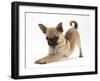 Chug (Pug X Chihuahua) Bitch in Play-Bow-Mark Taylor-Framed Photographic Print