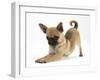 Chug (Pug X Chihuahua) Bitch in Play-Bow-Mark Taylor-Framed Photographic Print