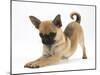 Chug (Pug X Chihuahua) Bitch in Play-Bow-Mark Taylor-Mounted Photographic Print