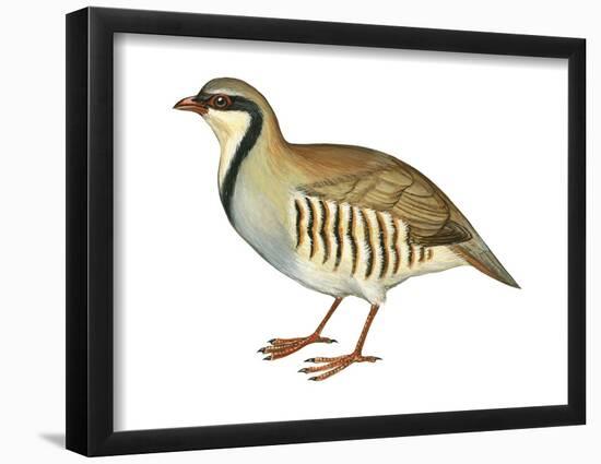 Chukar, Partridge (Alectoris Chukar), Birds-Encyclopaedia Britannica-Framed Poster