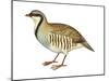 Chukar, Partridge (Alectoris Chukar), Birds-Encyclopaedia Britannica-Mounted Poster