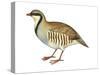 Chukar, Partridge (Alectoris Chukar), Birds-Encyclopaedia Britannica-Stretched Canvas