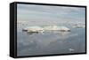 Chukchi Sea, Russian Far East, Eurasia-G and M Therin-Weise-Framed Stretched Canvas