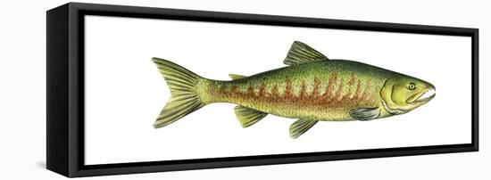 Chum Salmon (Oncorhynchus Keta), Fishes-Encyclopaedia Britannica-Framed Stretched Canvas