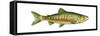 Chum Salmon (Oncorhynchus Keta), Fishes-Encyclopaedia Britannica-Framed Stretched Canvas