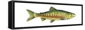 Chum Salmon (Oncorhynchus Keta), Fishes-Encyclopaedia Britannica-Framed Stretched Canvas