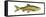 Chum Salmon (Oncorhynchus Keta), Fishes-Encyclopaedia Britannica-Framed Stretched Canvas