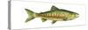 Chum Salmon (Oncorhynchus Keta), Fishes-Encyclopaedia Britannica-Stretched Canvas