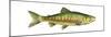 Chum Salmon (Oncorhynchus Keta), Fishes-Encyclopaedia Britannica-Mounted Poster