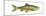 Chum Salmon (Oncorhynchus Keta), Fishes-Encyclopaedia Britannica-Mounted Poster