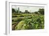 Church and Park in This Tourist Hub Town Near the Hot Springs and Arenal Volcano-Rob Francis-Framed Photographic Print