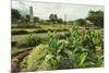 Church and Park in This Tourist Hub Town Near the Hot Springs and Arenal Volcano-Rob Francis-Mounted Photographic Print