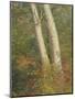 Wood Mount