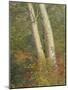 Wood Mount