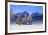 Church of St. Coloman and Tannheimer Alps near Schwangau, Allgau, Bavaria, Germany, Europe-Hans-Peter Merten-Framed Photographic Print