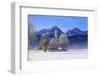 Church of St. Coloman and Tannheimer Alps near Schwangau, Allgau, Bavaria, Germany, Europe-Hans-Peter Merten-Framed Photographic Print