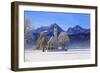 Church of St. Coloman and Tannheimer Alps near Schwangau, Allgau, Bavaria, Germany, Europe-Hans-Peter Merten-Framed Photographic Print