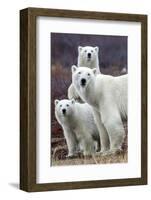 Churchill Polar Bears-Art Wolfe-Framed Art Print