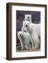 Churchill Polar Bears-Art Wolfe-Framed Art Print