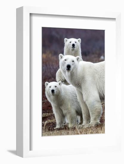 Churchill Polar Bears-Art Wolfe-Framed Art Print