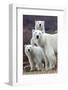 Churchill Polar Bears-Art Wolfe-Framed Art Print