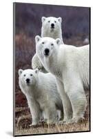 Churchill Polar Bears-Art Wolfe-Mounted Art Print