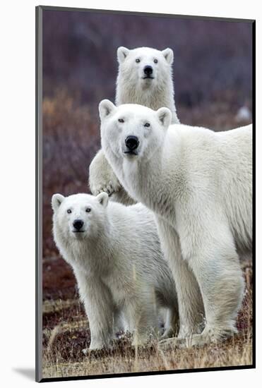 Churchill Polar Bears-Art Wolfe-Mounted Art Print