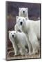 Churchill Polar Bears-Art Wolfe-Mounted Art Print