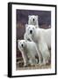 Churchill Polar Bears-Art Wolfe-Framed Art Print