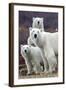 Churchill Polar Bears-Art Wolfe-Framed Art Print