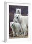 Churchill Polar Bears-Art Wolfe-Framed Art Print