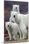 Churchill Polar Bears-Art Wolfe-Mounted Art Print