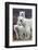 Churchill Polar Bears-Art Wolfe-Framed Giclee Print