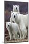 Churchill Polar Bears-Art Wolfe-Mounted Giclee Print