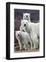 Churchill Polar Bears-Art Wolfe-Framed Giclee Print