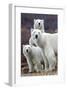 Churchill Polar Bears-Art Wolfe-Framed Giclee Print