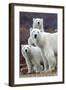 Churchill Polar Bears-Art Wolfe-Framed Giclee Print