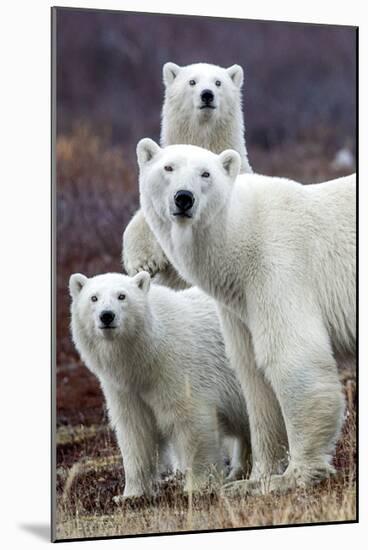 Churchill Polar Bears-Art Wolfe-Mounted Giclee Print