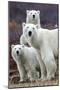 Churchill Polar Bears-Art Wolfe-Mounted Giclee Print