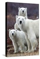 Churchill Polar Bears-Art Wolfe-Stretched Canvas