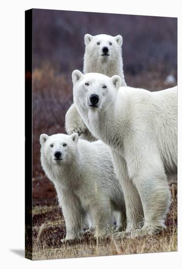 Churchill Polar Bears-Art Wolfe-Stretched Canvas