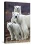 Churchill Polar Bears-Art Wolfe-Stretched Canvas